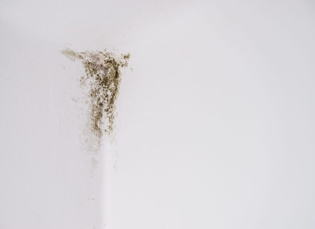 prevent-mould-in-your-home